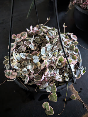 Ceropegia woodii variegata