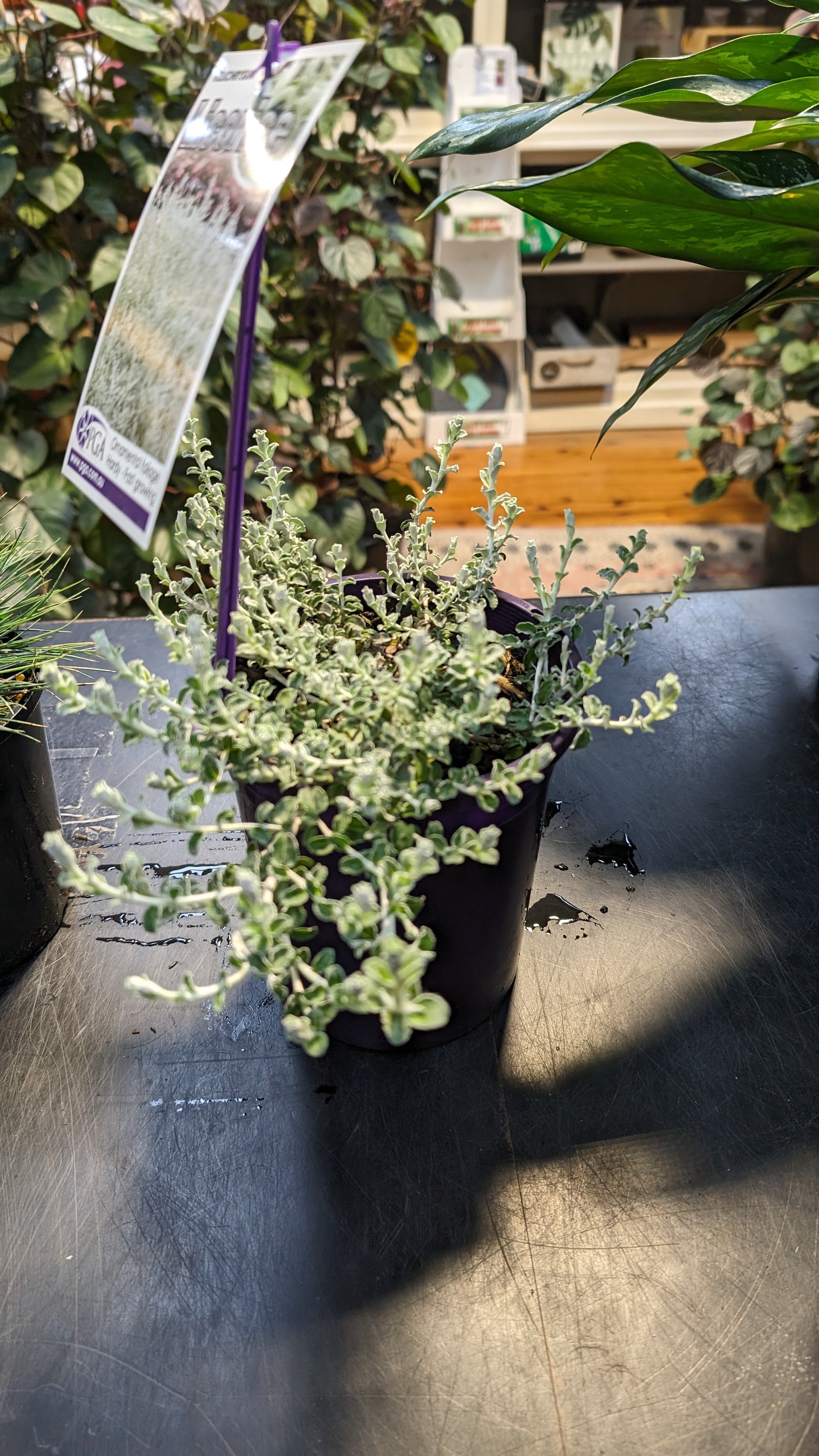 Helichrysum petiolare"licorice"