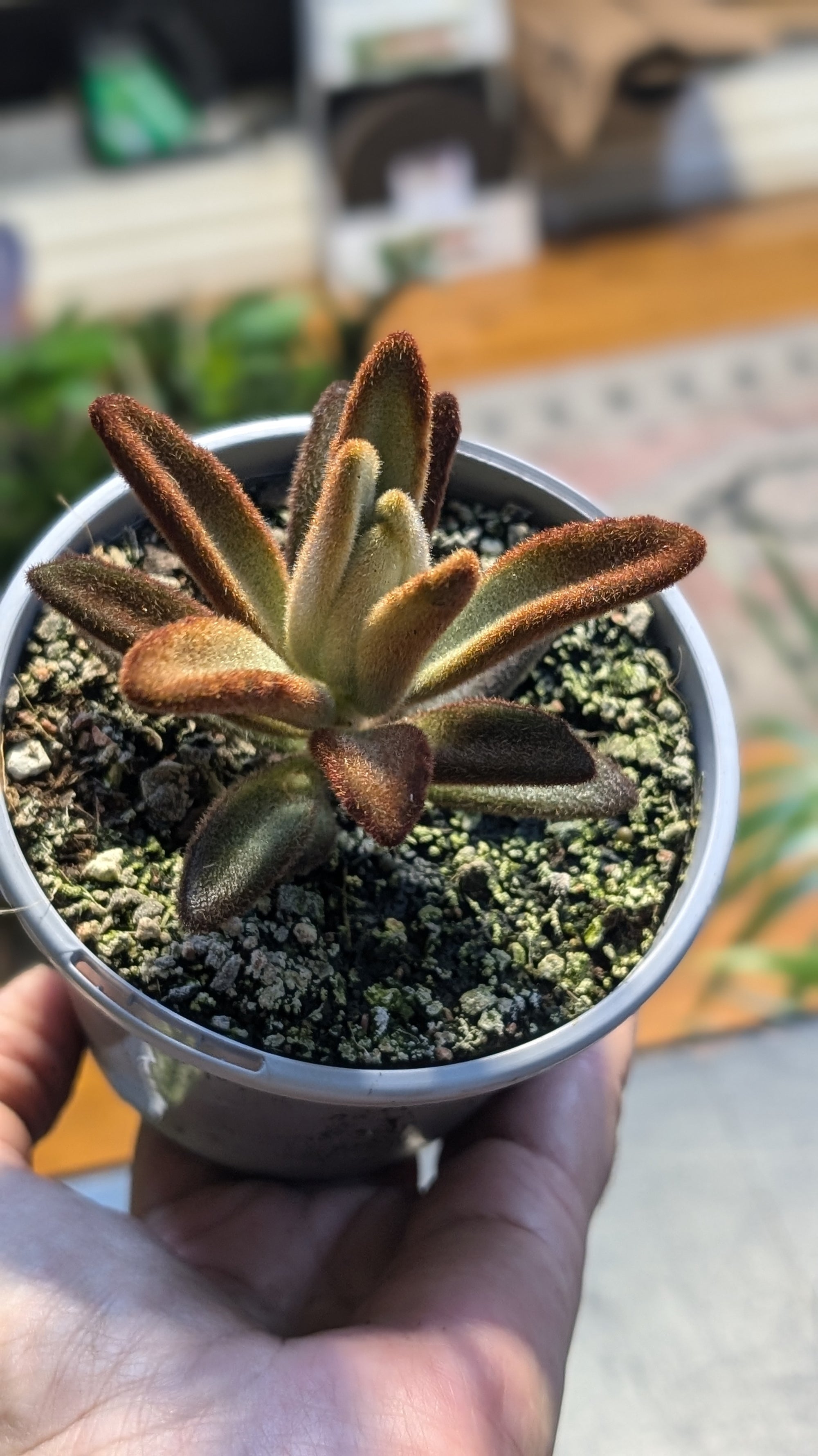 Kalanchoe tomentosa 'Dorothy Brown