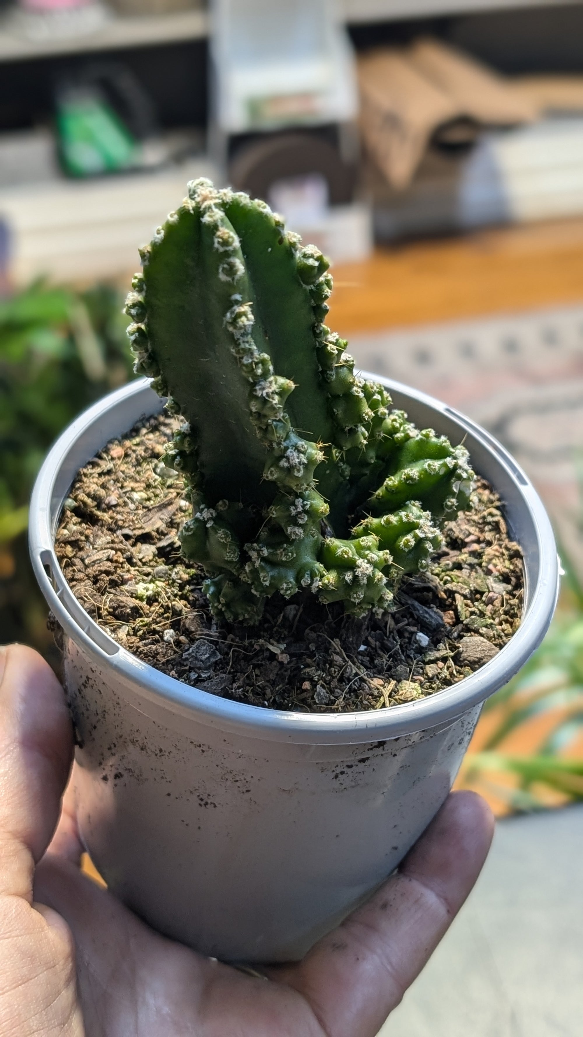 Fairy Castle Cactus (Acanthocereus tetragonus)