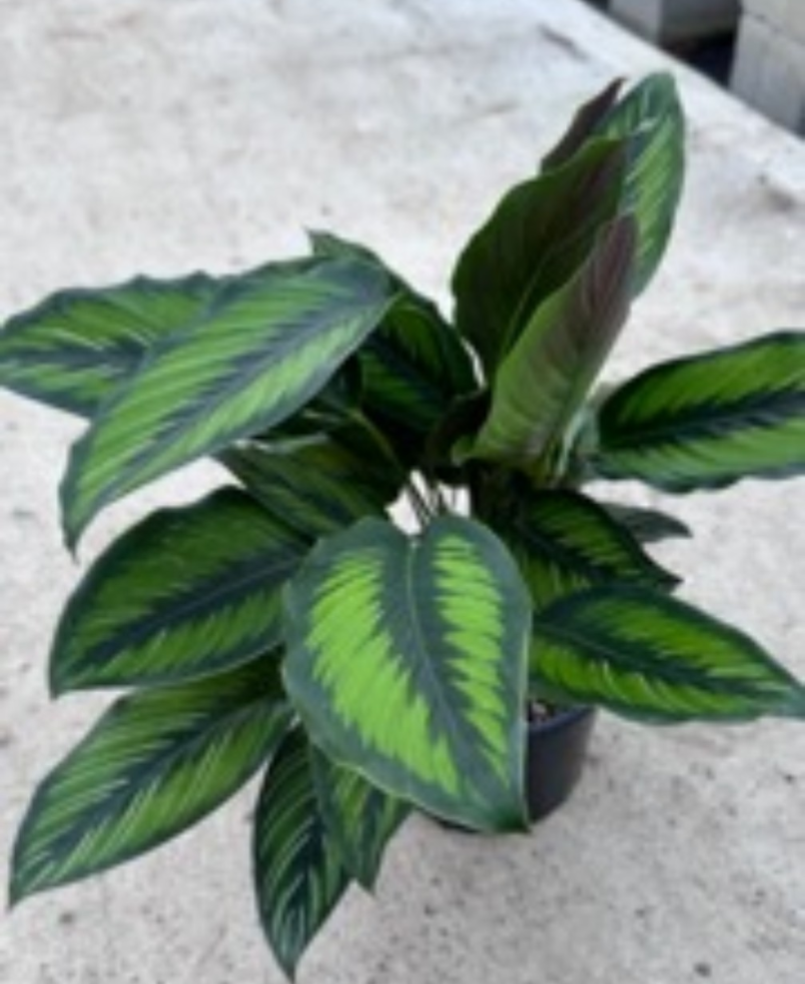 Calathea Elliptica Beauty