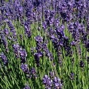 Lavender Angustifolia "La Diva Romance"