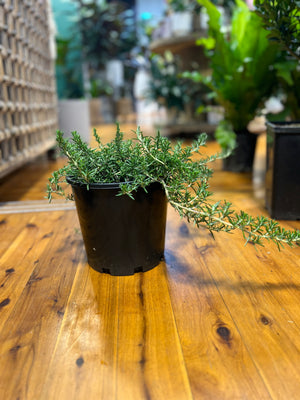 rosemary officinalis prostrata