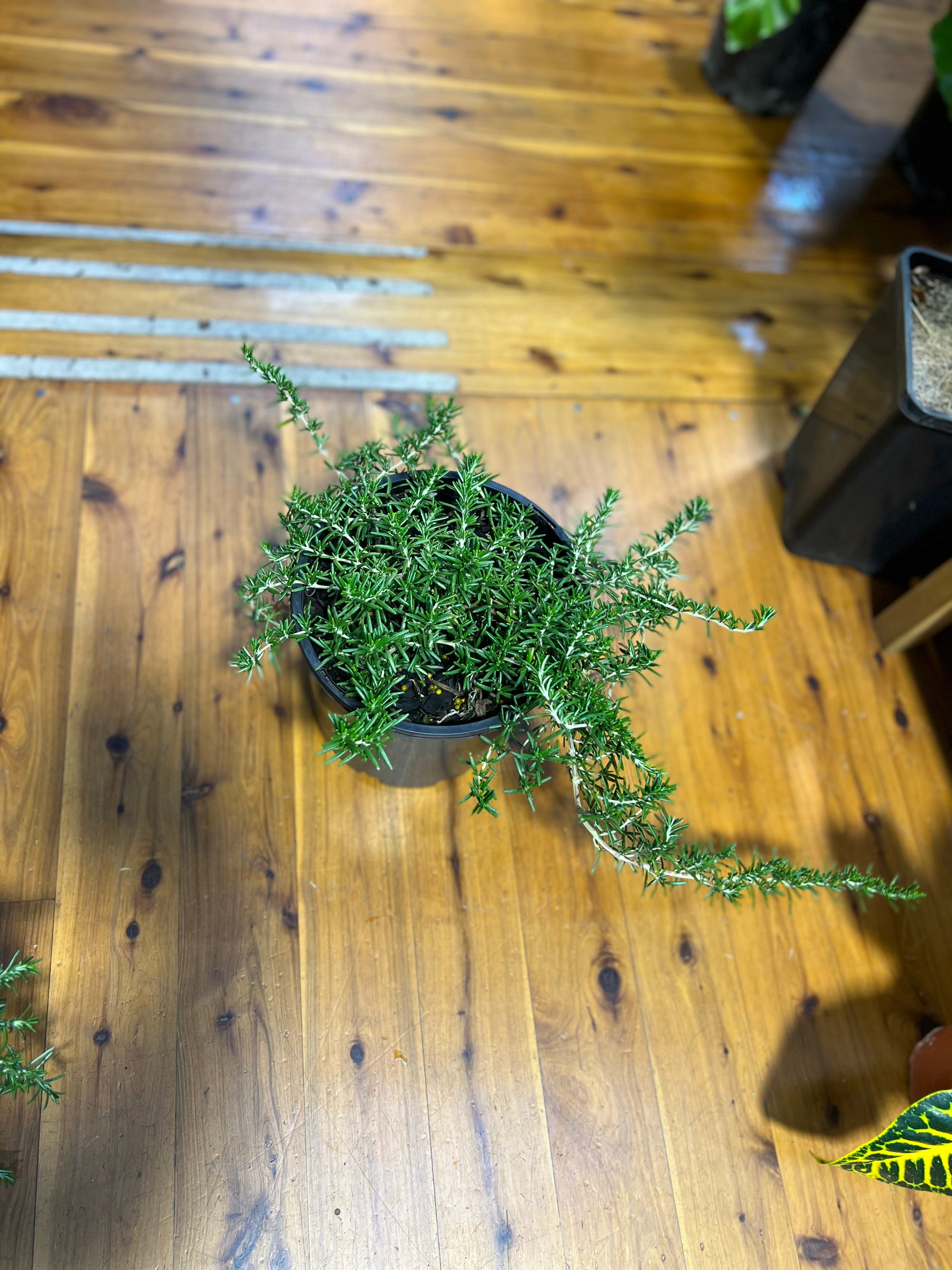 rosemary officinalis prostrata