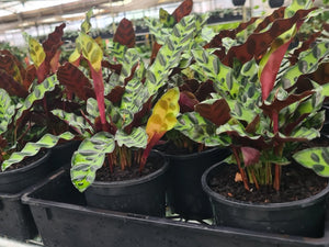 Calathea lancifolia rattlesnake plant