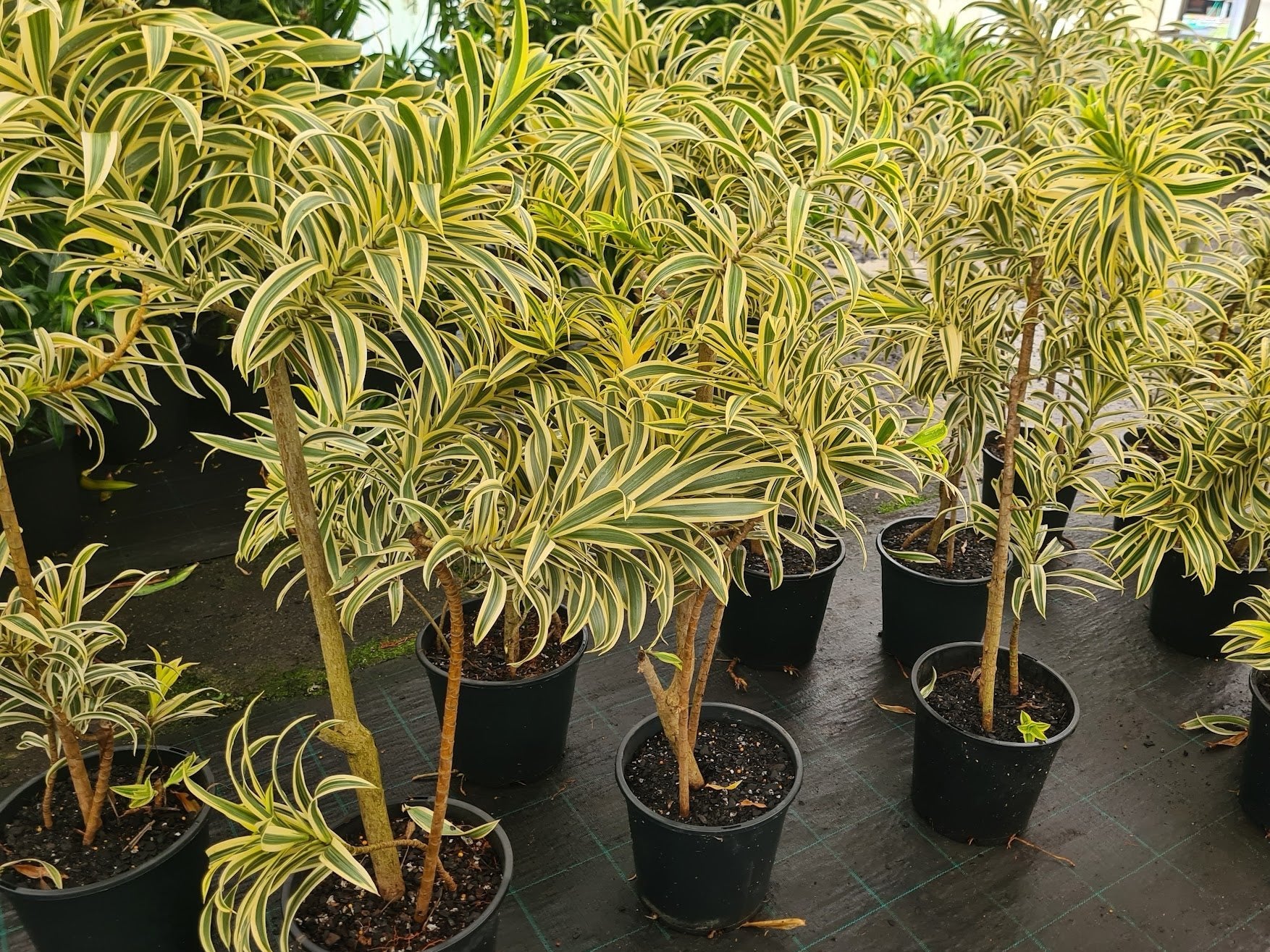 Dracaena 'Malay Stripe'