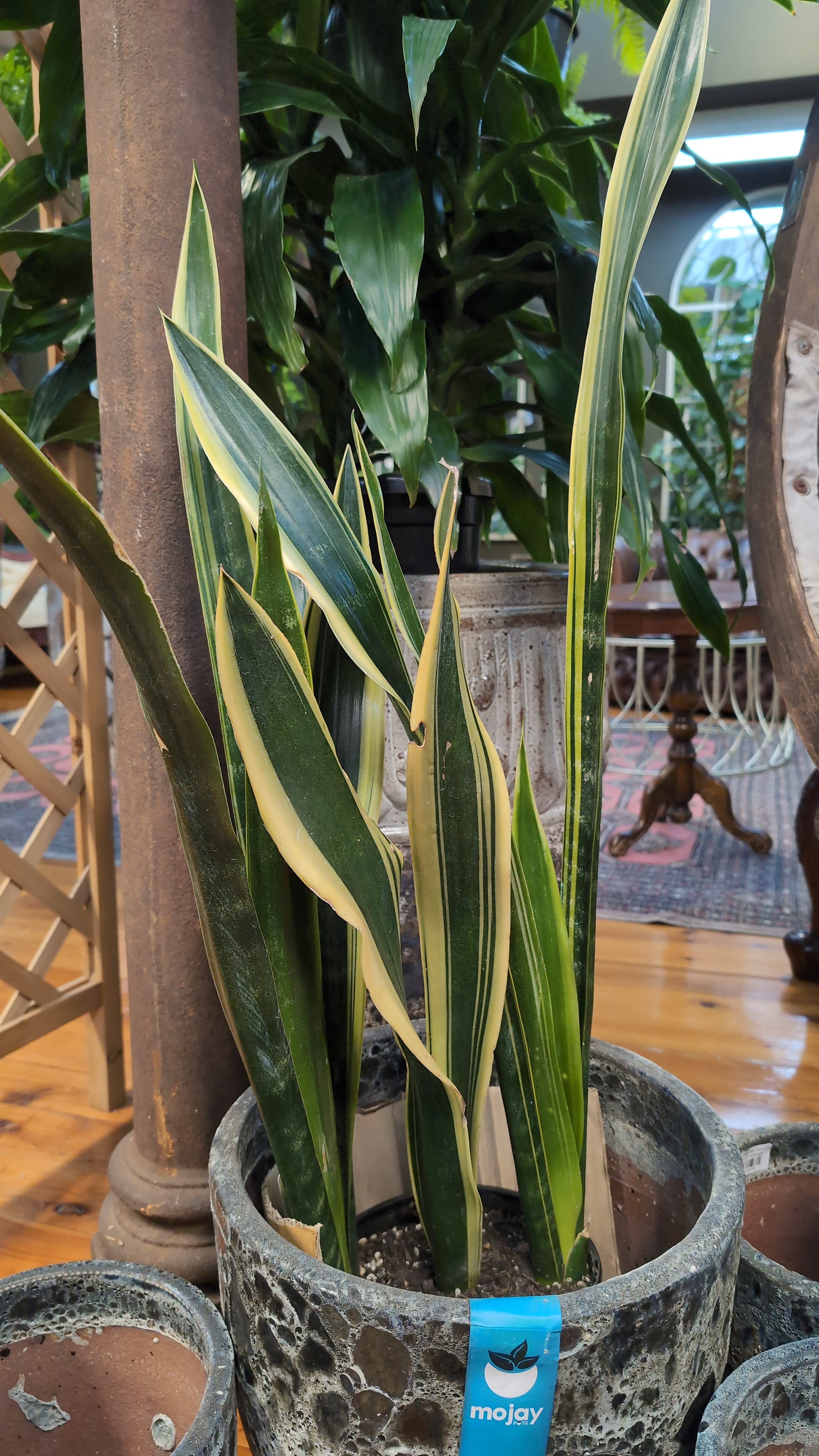 Dracaena (sanseviera)  Black Gold