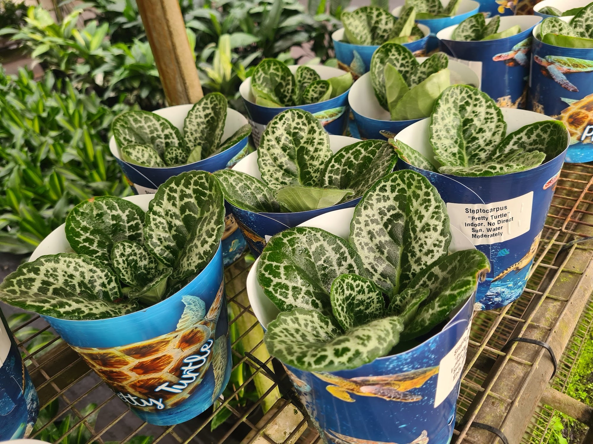 Streptocarpus Pretty Turtle