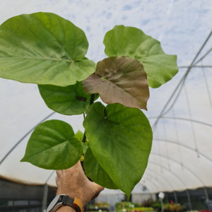 Ficus umbellata