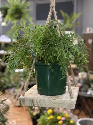 Asplenium bulbiferum hen and chicken fern - Artisans Garden Nursery