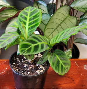 Calathea zebrina