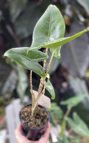 Alocasia zebrina - Artisans Garden Nursery