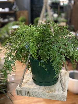 Asplenium bulbiferum hen and chicken fern - Artisans Garden Nursery