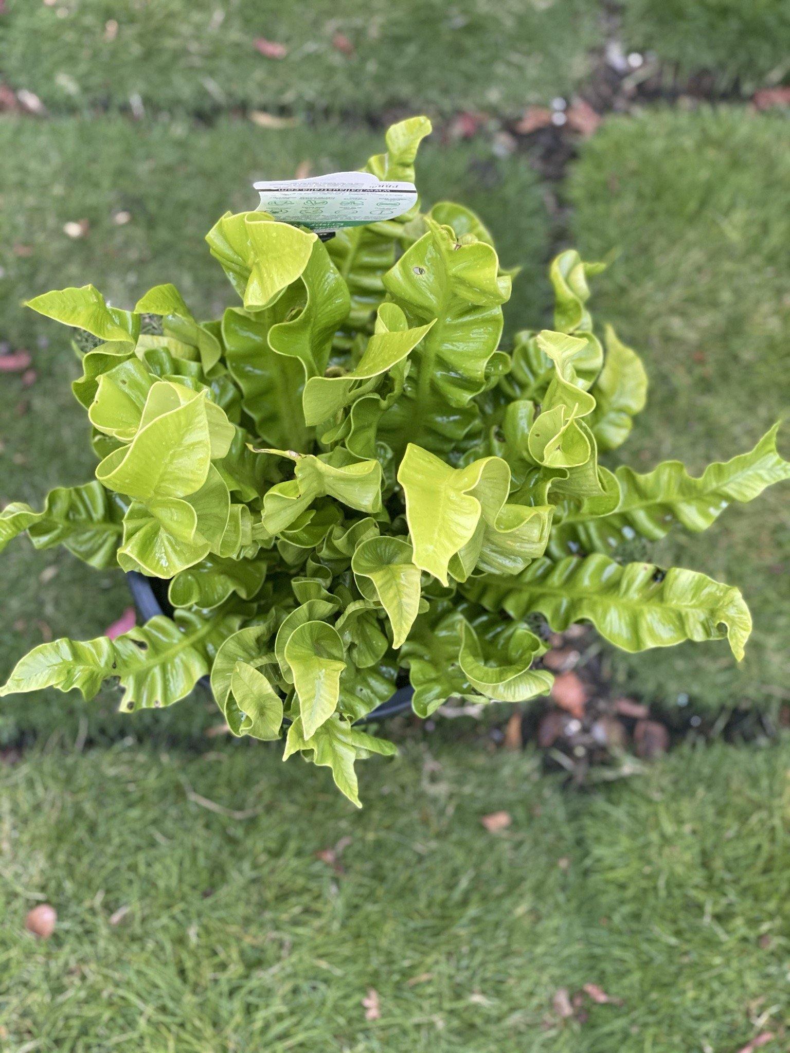 Asplenium fern ‘crispy wave’ - Artisans Garden Nursery