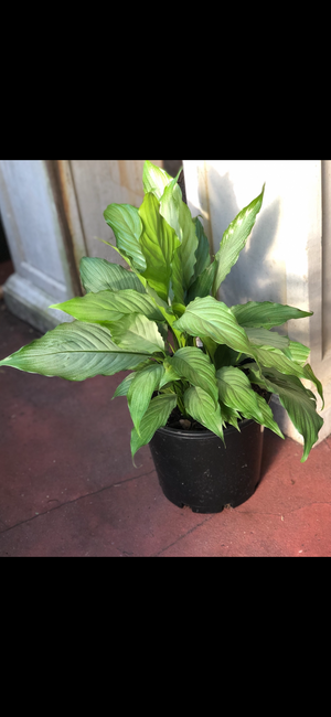 Spathiphyllum “platinum mist”