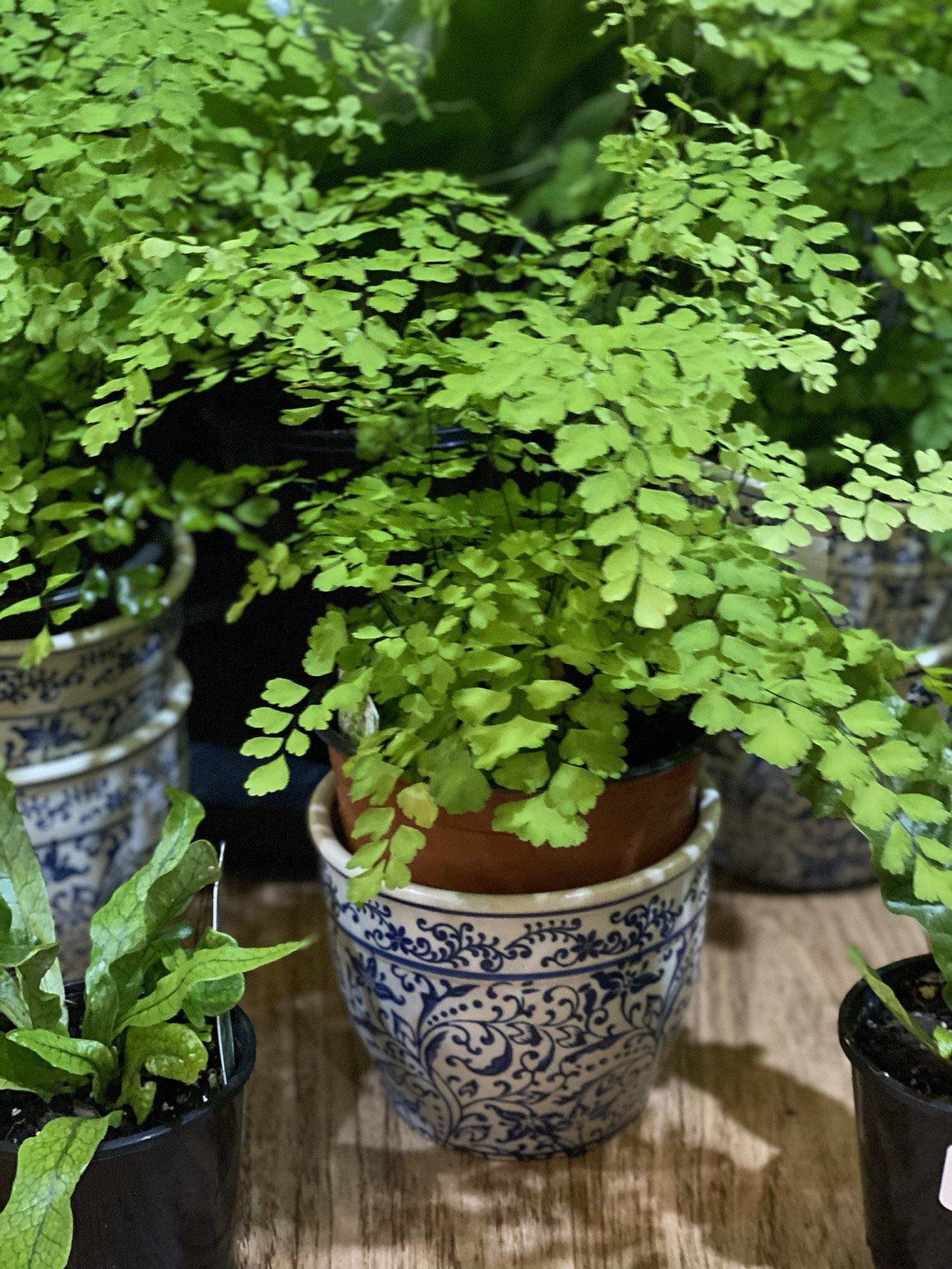 Maiden hair fern - That Plant Shop