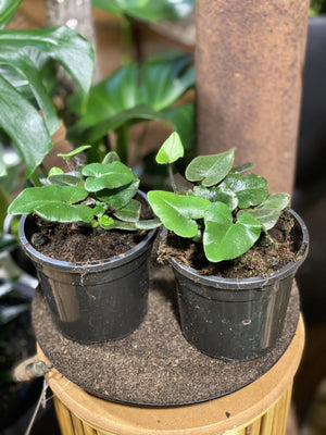 Heart Fern Hemonitis arifolia - That Plant Shop