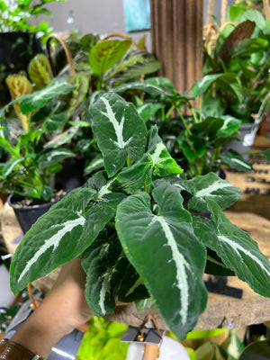 Syngonium wenlandii green velvet