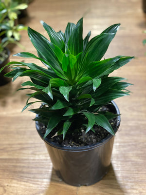 Dracaena Janet Craig compactum