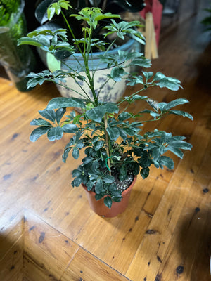 Schefflera mini leaf