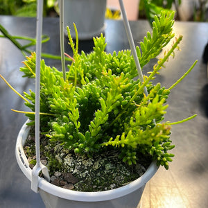 Rhipsalis micrantha species