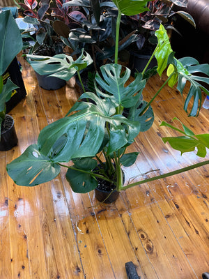 Monstera Tauerii