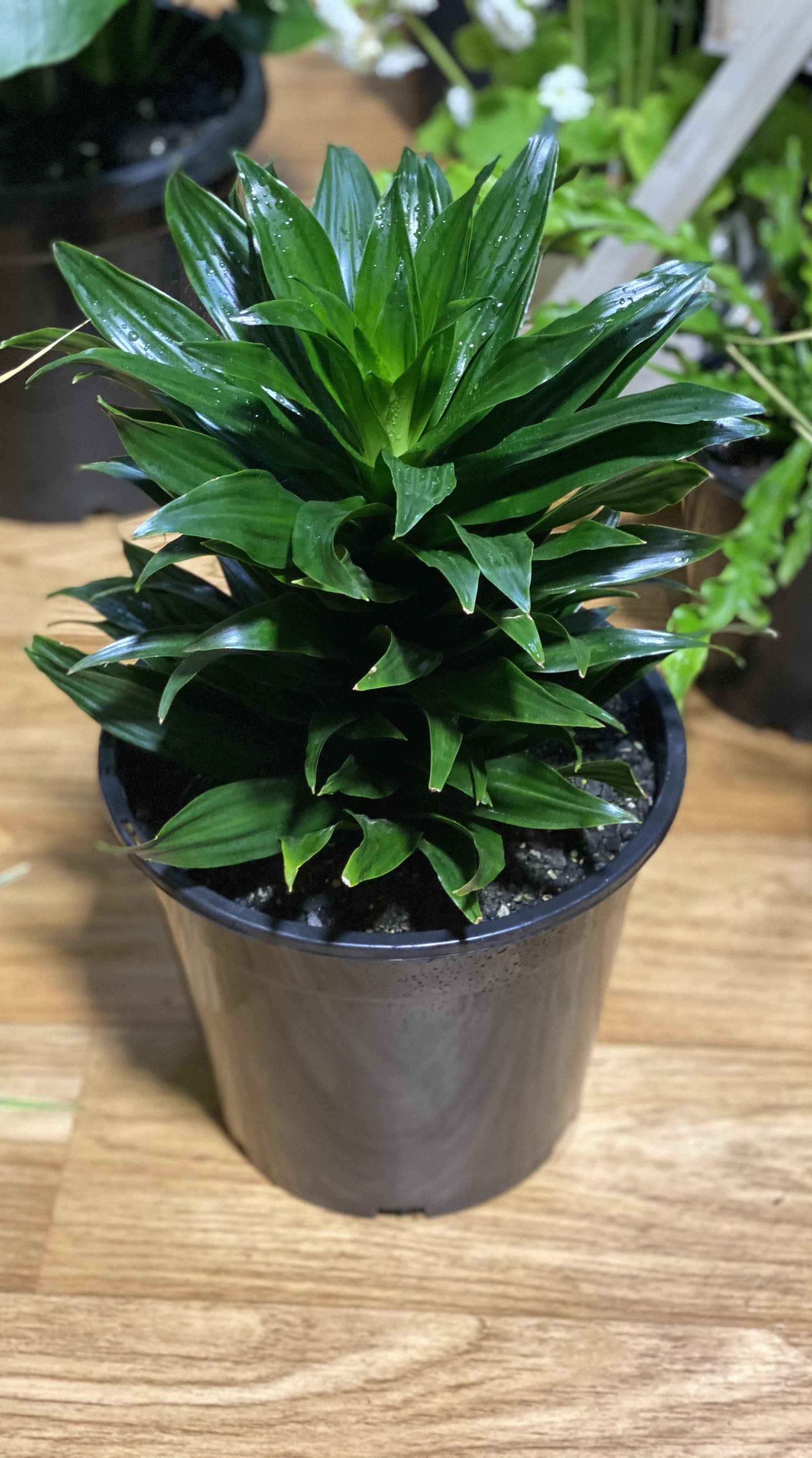 Dracaena Janet Craig compactum - Artisans Garden Nursery