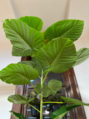 Ficus umbellata