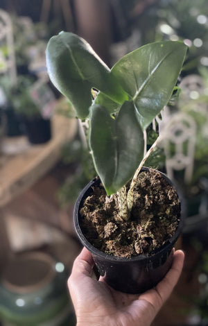 Alocasia zebrina - Artisans Garden Nursery