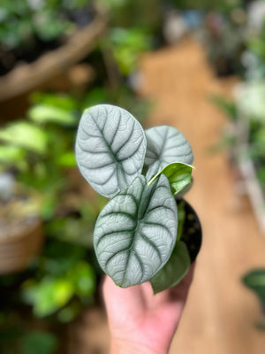 Alocasia Baginda silver dragon