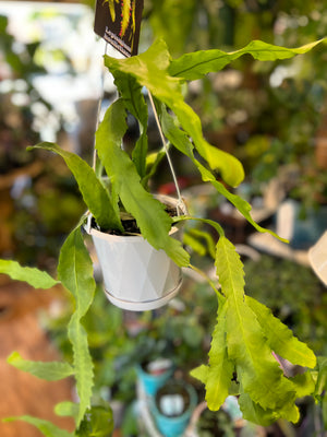 Lepismium houlletiana hanging basket