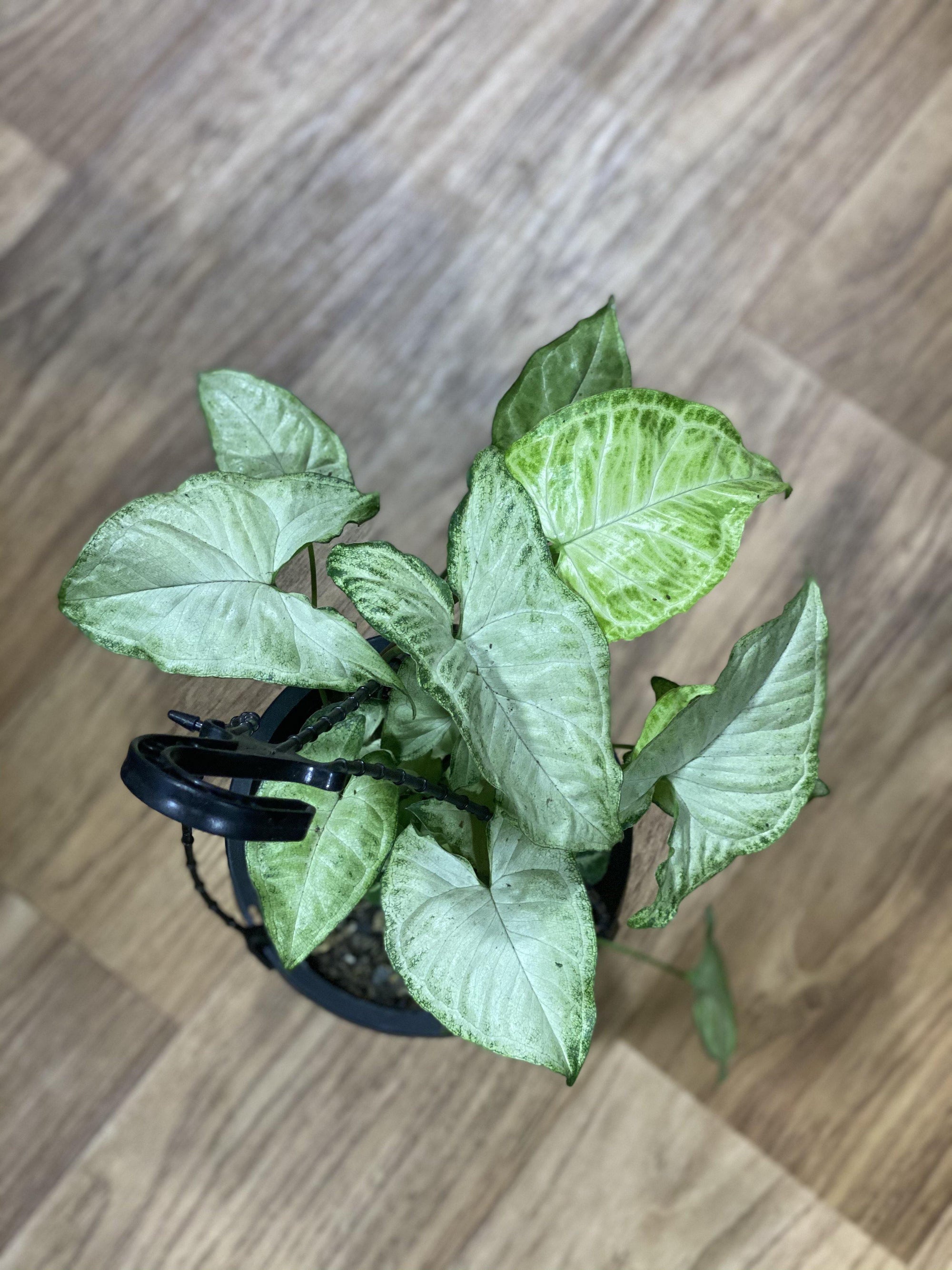 Syngonium white butterfly hanging basket - That Plant Shop