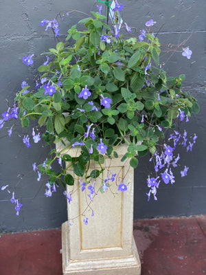 Streptocarpus “nodding violet”