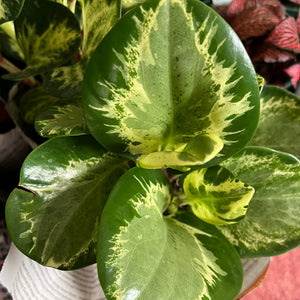 Peperomia obtusfolia mixed varieties