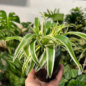 Spider plant- Chlorophytum comosum variegatum
