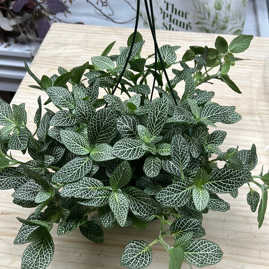 Silver threads Fittonia