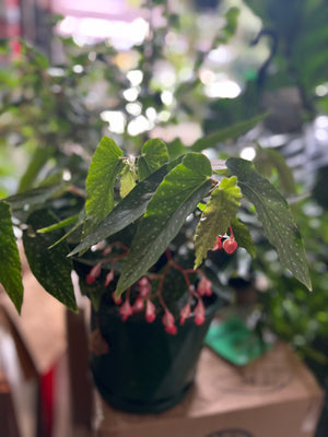 Begonia medora