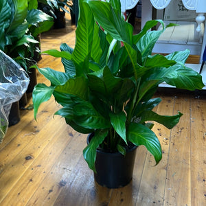 Spathiphyllum Blue Moon