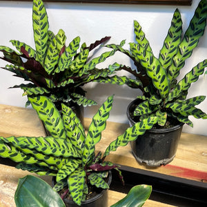 Calathea lancifolia rattlesnake plant