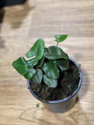 Heart Fern Hemonitis arifolia - That Plant Shop