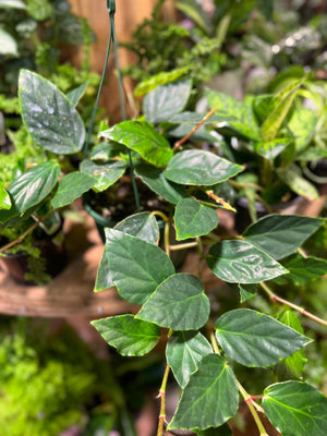 Begonia Glaucophylla "shrimp begonia"