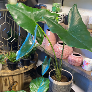 Alocasia zebrina