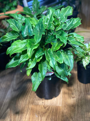 Philodendron Xanadu