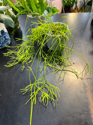 Rhipsalis micrantha species