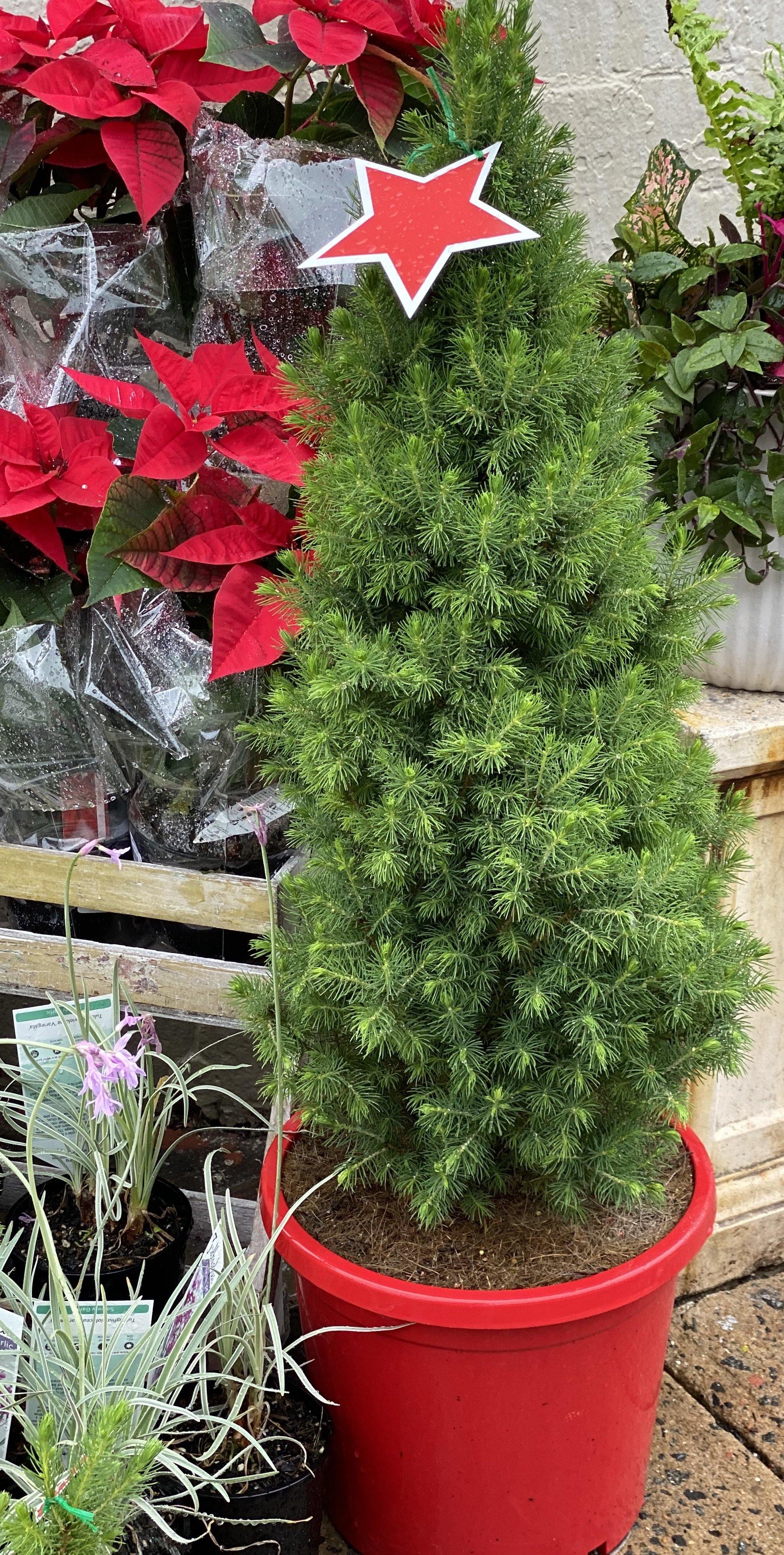 Christmas tree potted - Artisans Garden Nursery