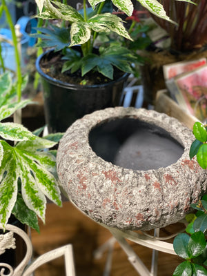 Sea urchin pot