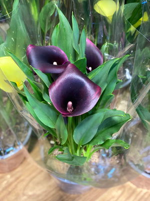 Calla lily Zantedeschia aethiopica