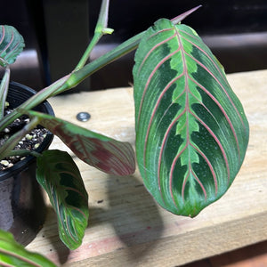 Maranta “ red vein prayer plant”