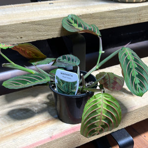 Maranta “ red vein prayer plant”