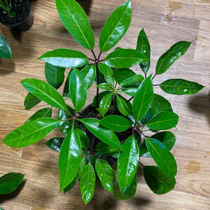 Schefflera alpine junior ( umbrella tree)